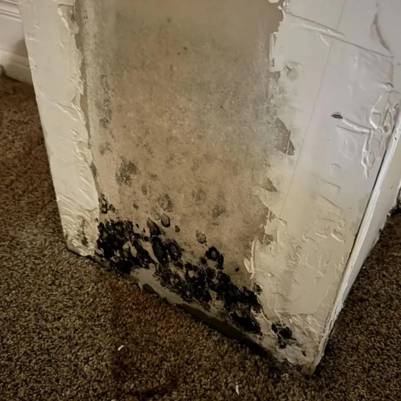 Professional Mold Removal in Derby, CT